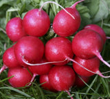 RADISH SEEDS CHERRY BELLE 200+ garden VEGETABLES survival COOKING FREE SHIPPING Garden Plants