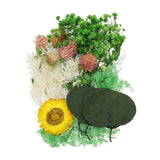 NaturalÊDriedÊFlowerÊSet,ÊDriedÊPressedÊFlowers (Green) Dried Flower