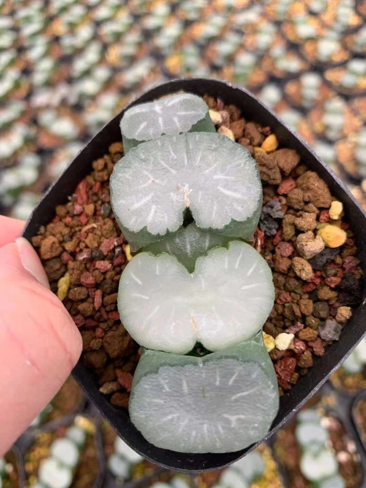 RareSucculent Plant  Haworthia truncata 'Hakua' 4-6CM Garden DŽcor Boutiqu Garden Plants