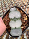 RareSucculent Plant  Haworthia truncata 'Hakua' 4-6CM Garden DŽcor Boutiqu Garden Plants
