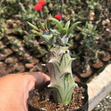 6CM Succulent Cactus Plant Senecio Mweroensis Saginatus Asteraceae Home Garden Garden Plants