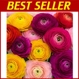 Fresh Peony Ranunculus Bulbs for Spring Planting Ranunculus