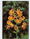 Postcard Turkscap Lily Connecticut USA Lily
