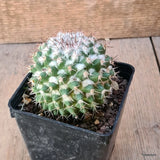 D6430 MAMMILLARIA MARKSIANA pot9-H7-W8 cm MaMa Cactus Green Plant