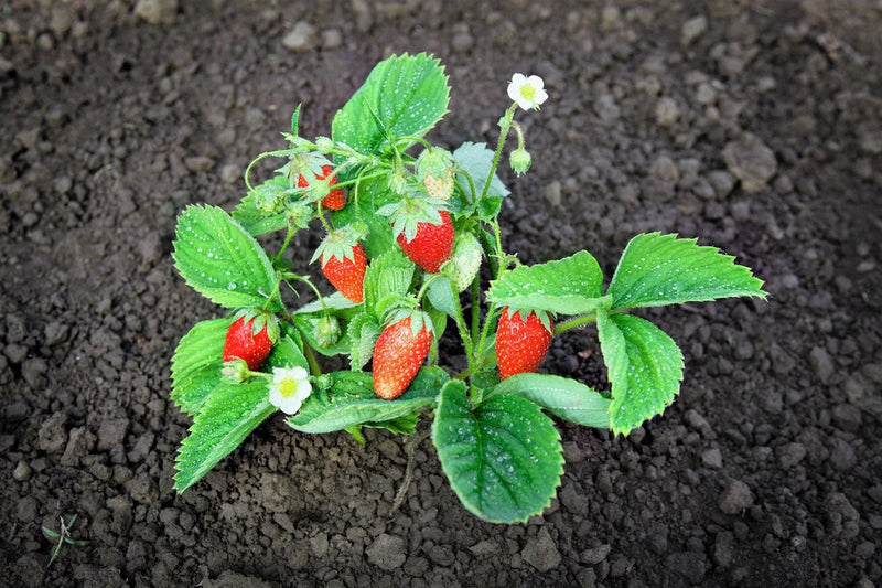 60 RUEGEN STRAWBERRY Everbearing Alpine Fragaria Vesca Red Berry Fruit White Flo Flowering Plants