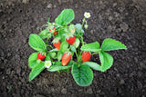 60 RUEGEN STRAWBERRY Everbearing Alpine Fragaria Vesca Red Berry Fruit White Flo Flowering Plants