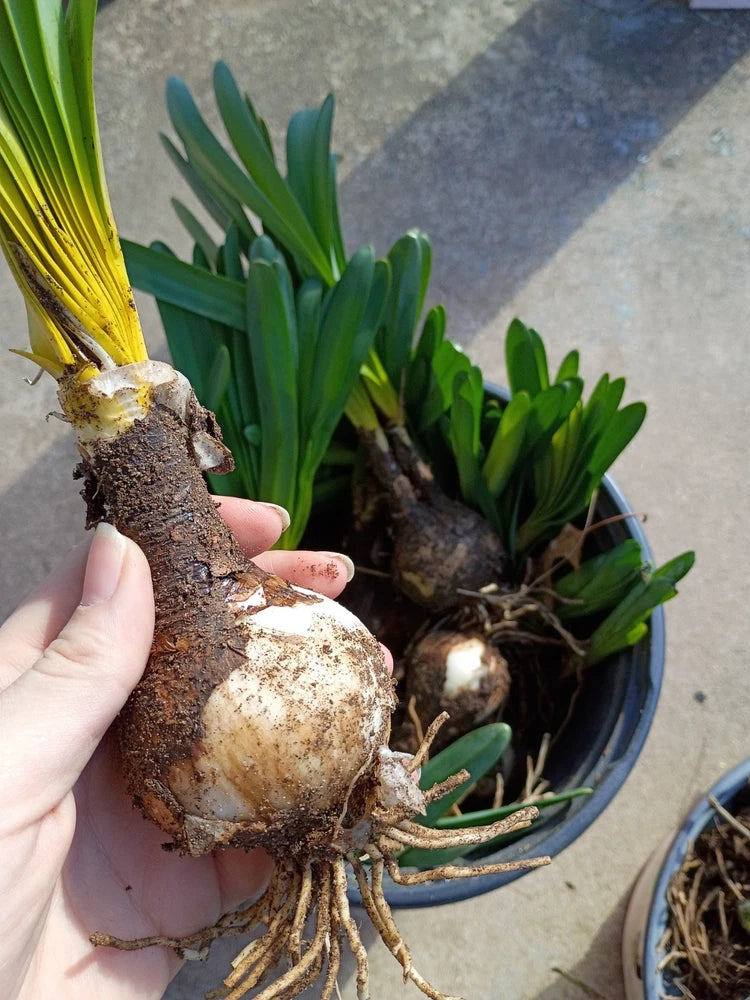 One(1)  X Large Spider Lilly Bulb Lycoris Pink Clumping Surprise Lily Lily