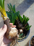 One(1)  X Large Spider Lilly Bulb Lycoris Pink Clumping Surprise Lily Lily