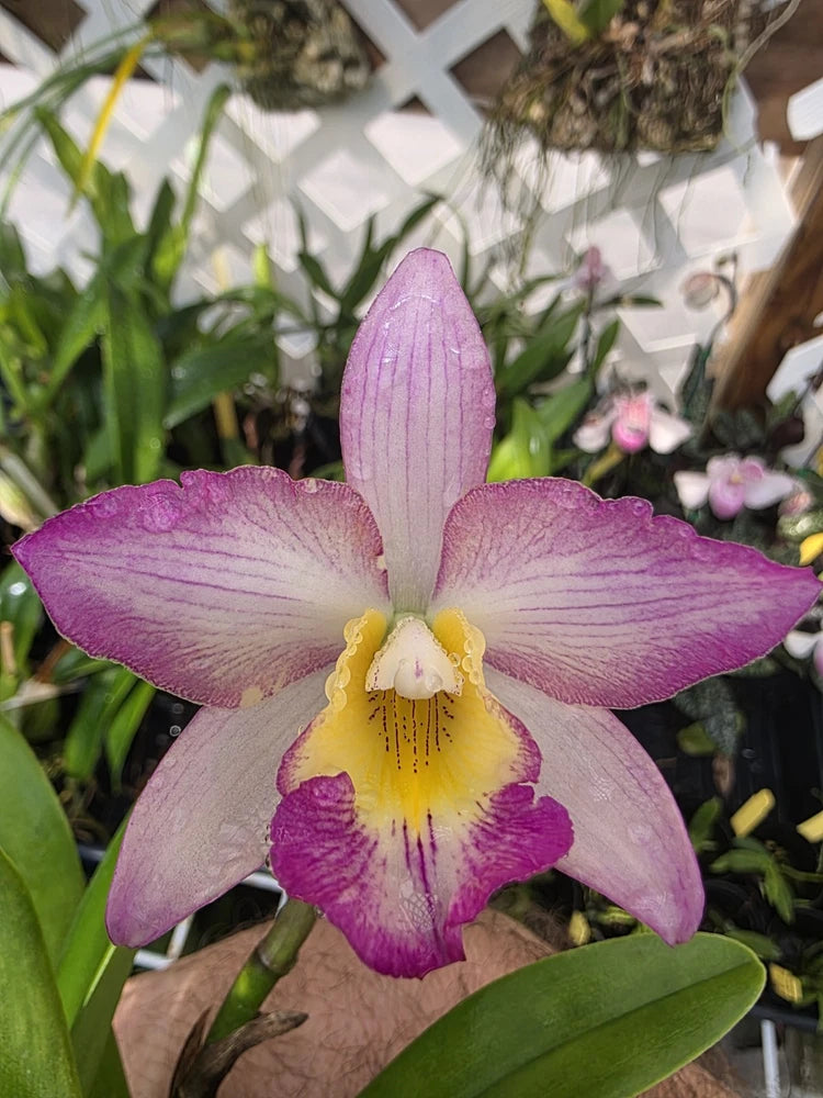 Purple and yellow orchid bloom with veined petals and ruffled edges