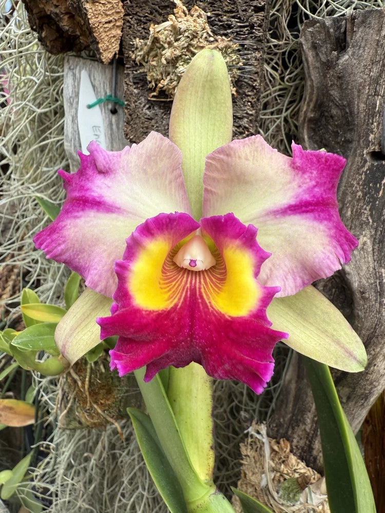 Purple and yellow orchid bloom with green leaves, hybrid flower