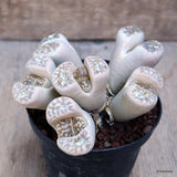 D1677 LITHOPS HOOKERII pot10-H7-W12 cm MaMa Cactus Green Plant