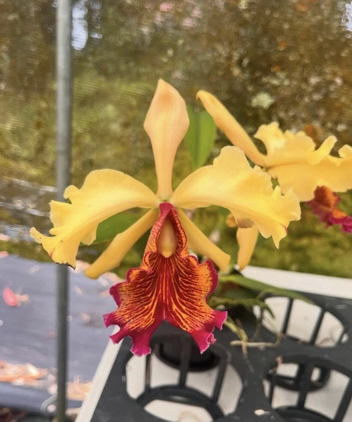 Potted Cattleya orchid with yellow petals and red veined lip