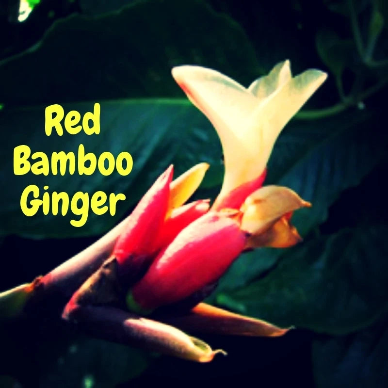Red bamboo ginger plant with red and yellow bracts