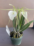 Orchid live Brassavola Nodosa         - potted Orchids