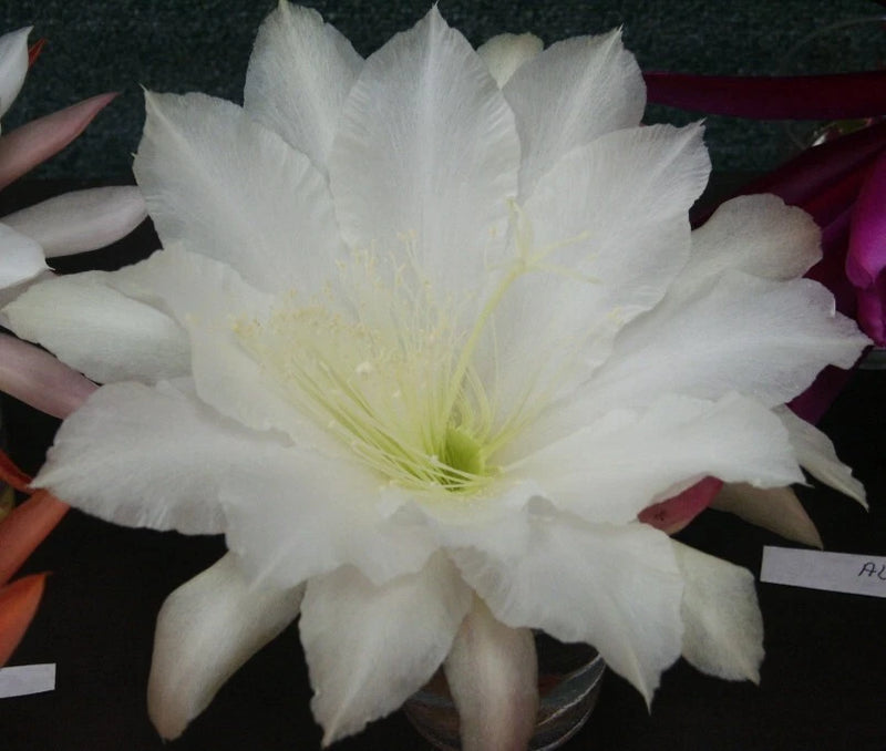 White orchid cactus flower with ruffled petals and pale yellow center
