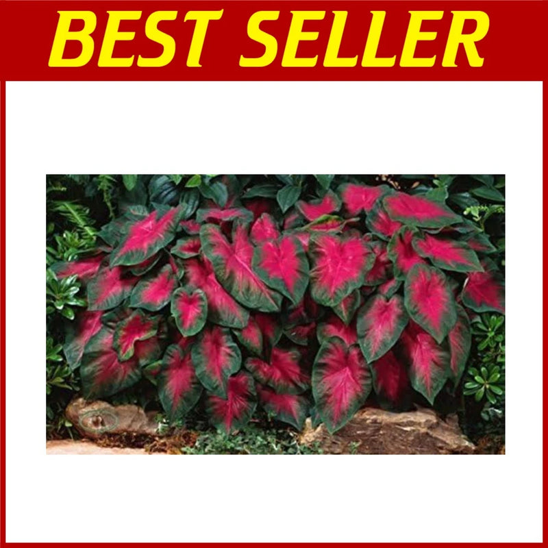 Caladium bulbs with pink and dark green heart-shaped leafy plants