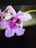 ORCHID PLANTS Vanda falaca x appliance hooker1 short stem for propagation Orchids