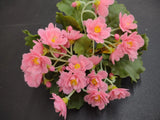 Genuine 1960s Vintage Flower Plant: Pink African Violet, 9 Inches, Retro Plastic Flowering Plants
