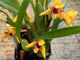 (758-1) MXL.Mcm Ben Berliner 'Yellow Cape'     MS  fragrant Orchids