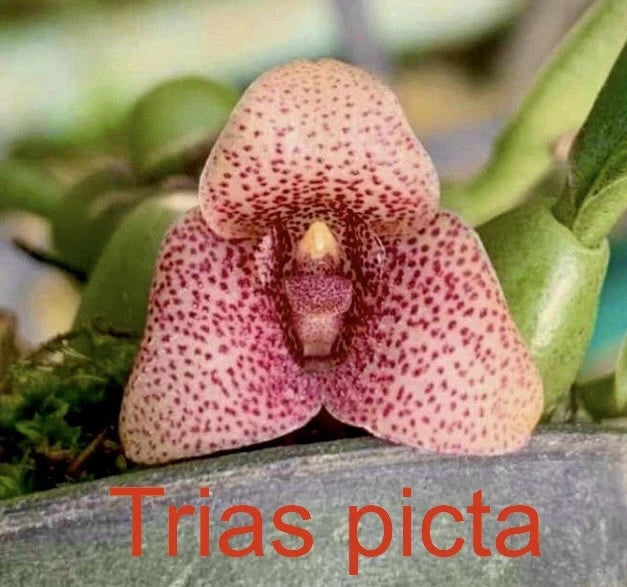 Trias picta Mounted Bloom size Orchids