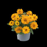 288 ZINNIA BELIZE ORANGE Live Plants Plugs Garden Home Planters AV Garden Plants