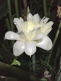 White Torch ginger - large 10- 12 inch rhizome for growing Flowering Plants