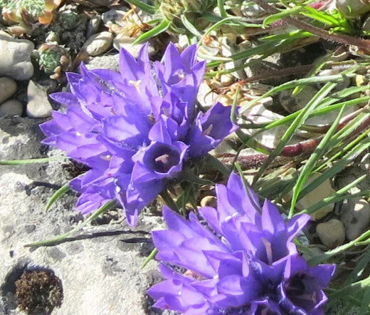 GRASSY BELLS BLUE Edraianthus Tenuifolius - 250 Bulk Seeds Garden Plants