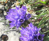 GRASSY BELLS BLUE Edraianthus Tenuifolius - 250 Bulk Seeds Garden Plants