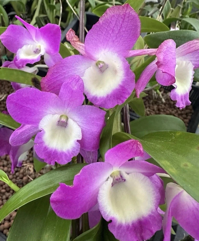 Dendrobium orchid plant with purple-and-white blooms and green leaves
