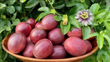 Passiflora Edulis 10 Seeds, Purple Edible Passion Fruit Vine Flowering Climber Flowering Plants