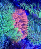 Rose Bubble Tip Sea Anemone: Medium Size RBTA 2-4
