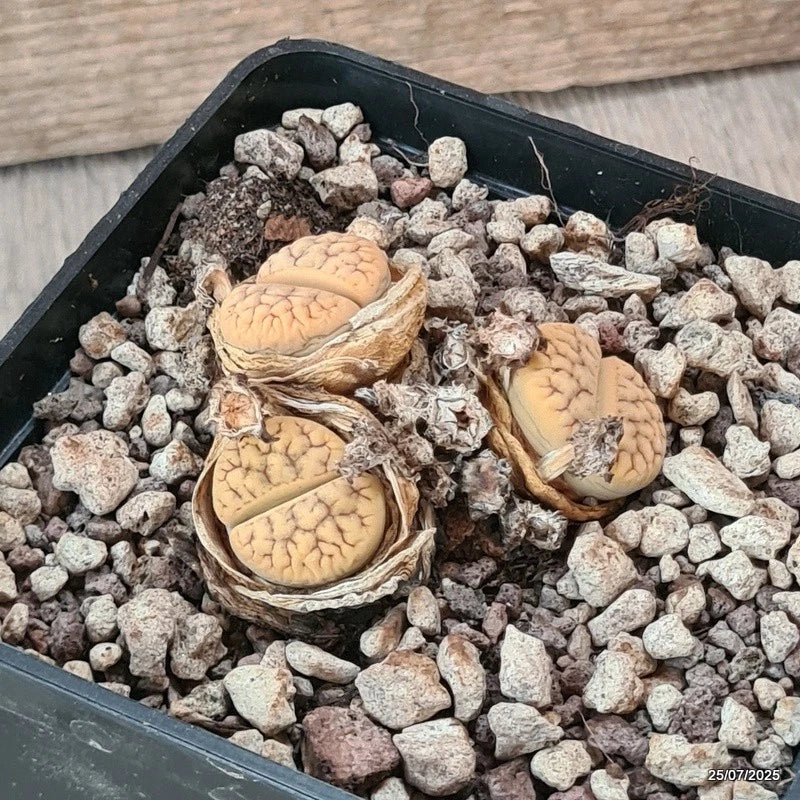 D5547 LITHOPS GRACILIDELINEATA C383 pot10-H3,5-W5,5 cm MaMa Cactus Green Plant