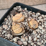 D5547 LITHOPS GRACILIDELINEATA C383 pot10-H3,5-W5,5 cm MaMa Cactus Green Plant