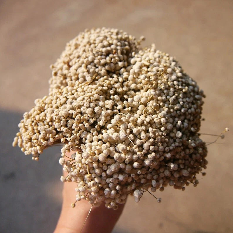 4 Bunches of Petite Dried Grass Flowers Buttons. for Decorate Craft Sunflower