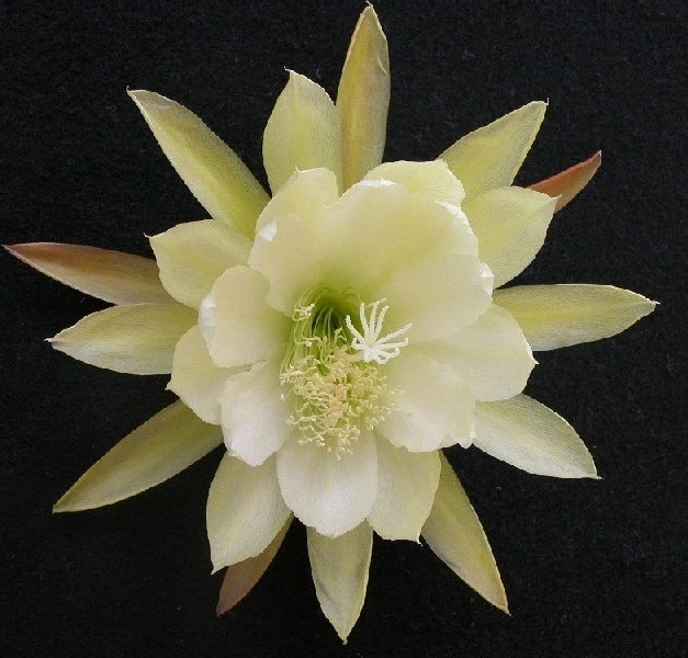 White orchid cactus flower with pale yellow pointed petals and green center