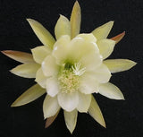 Epiphyllum, Orchid Cactus, " VISTA SUN ", Don's Quart pots APRIL/2 Orchids