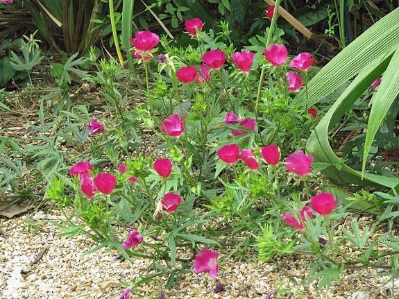 Callirhoe involucrata | Purple Poppy Mallow | 20 Seeds Garden Plants