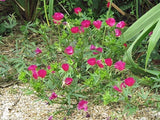 Callirhoe involucrata | Purple Poppy Mallow | 20 Seeds Garden Plants