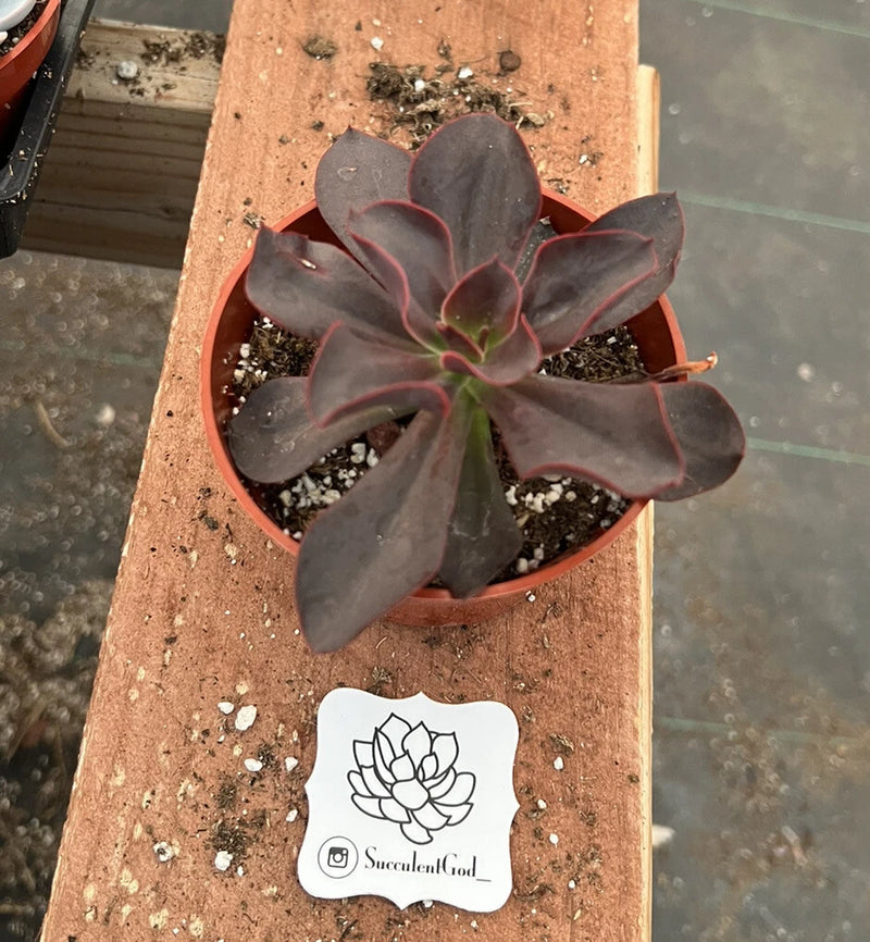 Dark purple echeveria succulent rosette in terracotta pot
