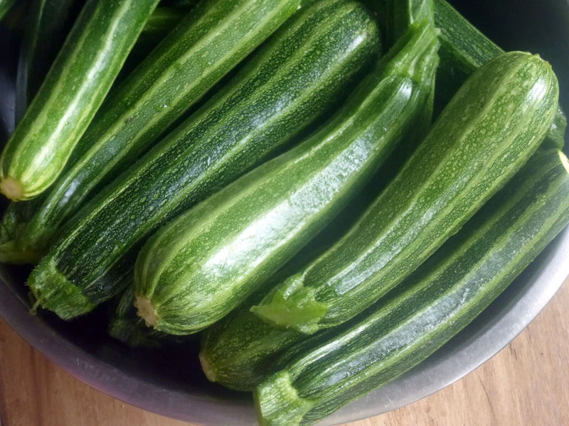20+ COCOZELLE SUMMER SQUASH FRESH FOR GARDENS Garden Plants