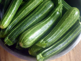 20+ COCOZELLE SUMMER SQUASH FRESH FOR GARDENS Garden Plants