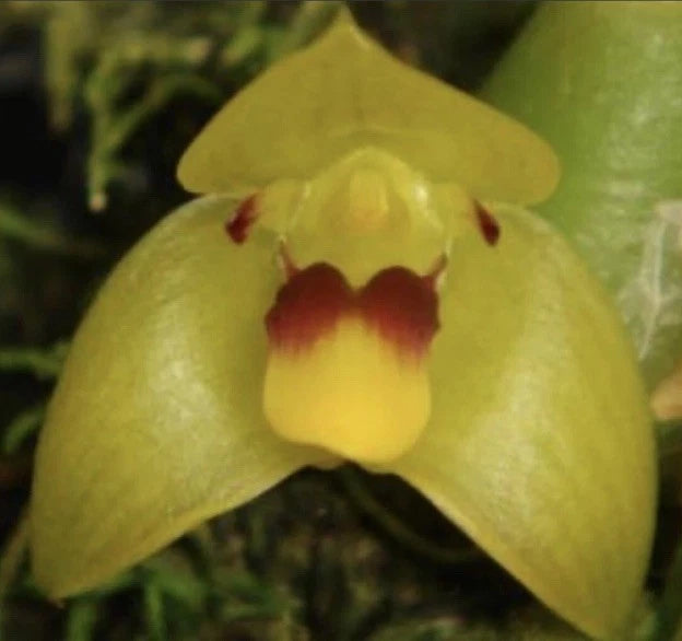Trias nasuta Bloom size mounted Orchids