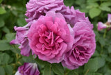 Sweet Madame Blue Rose Seeds - Pack 30 Seeds - Rose Flower Gardening Garden Plants