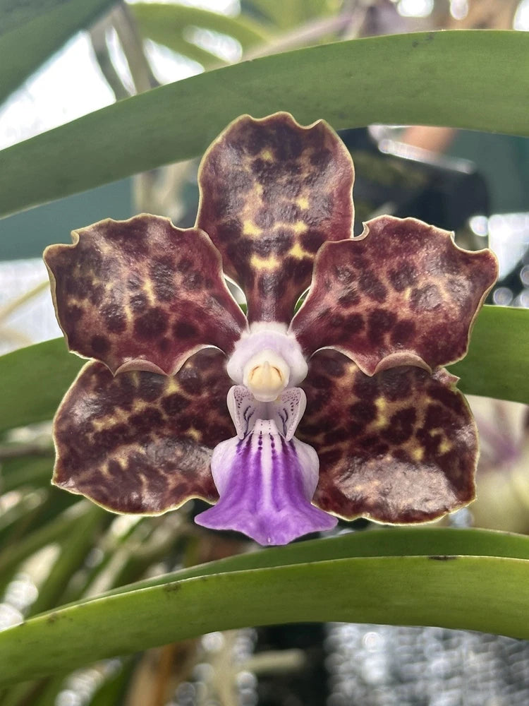 Fragrant orchid bloom with dark maroon speckled petals, white center, and purple lip