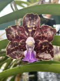Papilionanda James Craig Adamson x V. Abrosian Discovery - New Hybrid, Fragrant Orchids