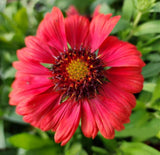 Live MESA RED / GAILLARDIA x Grandiflora Plant - [Pint Pot] - Perennial Flowering Plants