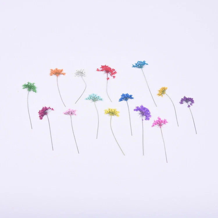 Set of 12 dyed Queen Anne's lace dried flowers with thin stems, assorted colors