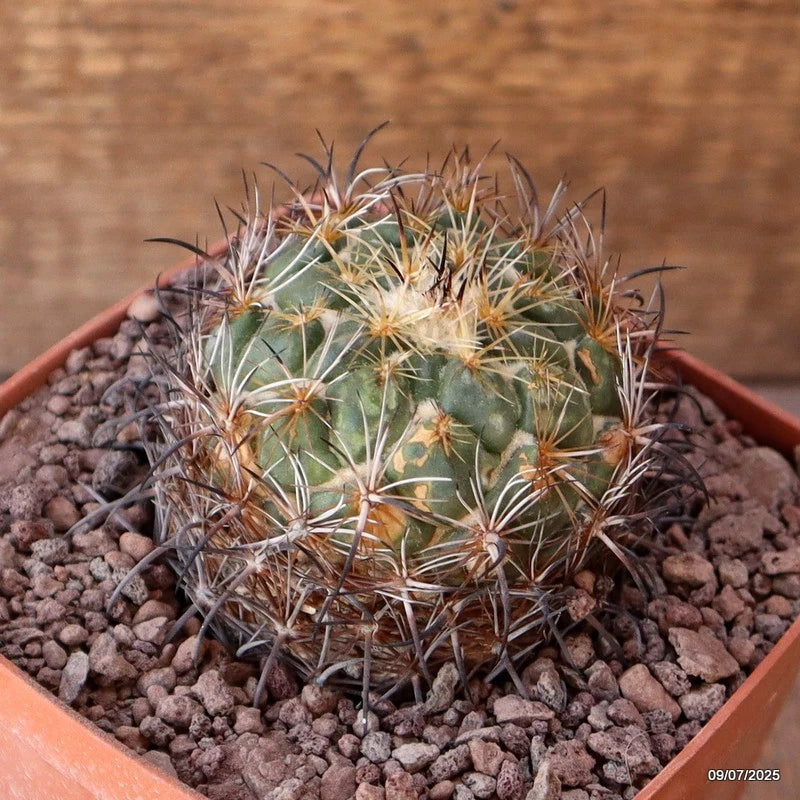 D5165 CORYPHANTHA PALLIDA CH154 TEHUANAN pot10-H6-W7 cm MaMa Cactus Green Plant