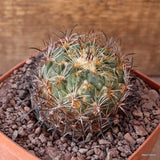 D5165 CORYPHANTHA PALLIDA CH154 TEHUANAN pot10-H6-W7 cm MaMa Cactus Green Plant
