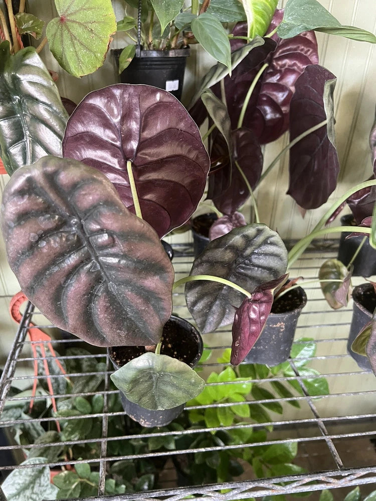 Alocasia Cuprea Red Secret plant with maroon leaves and silver veins